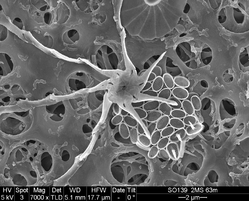 Представитель Семейства Halopappaceae